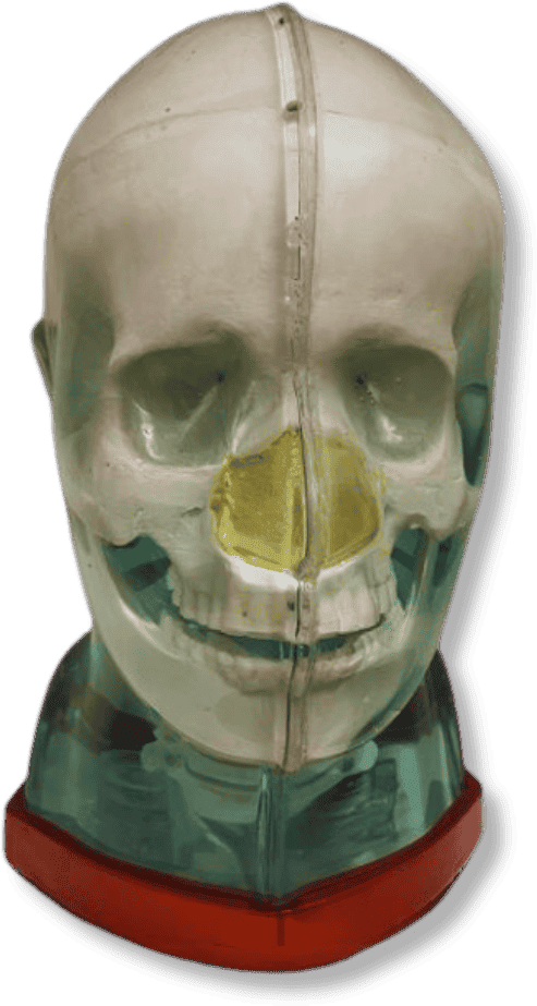 Multi-Modality Anthropomorphic Head Phantom